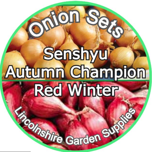 Autumn Planting Onion Sets