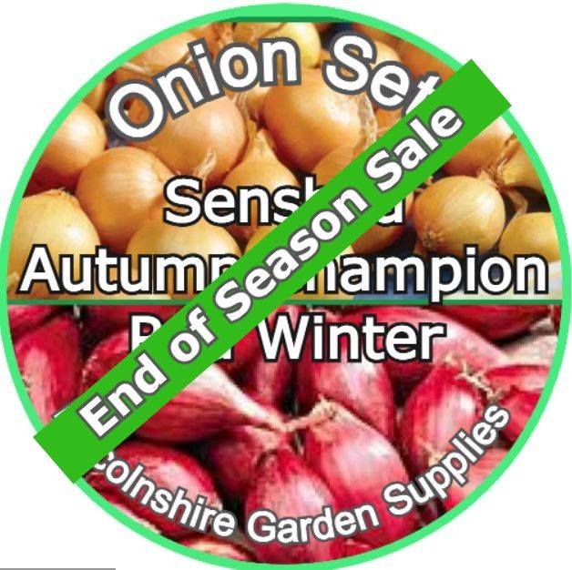 Autumn Planting Onion Sets (End of Season Sale)