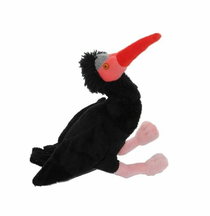 Waldrapp - Cornelißen