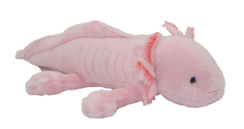 Axolotl - Cornelißen
