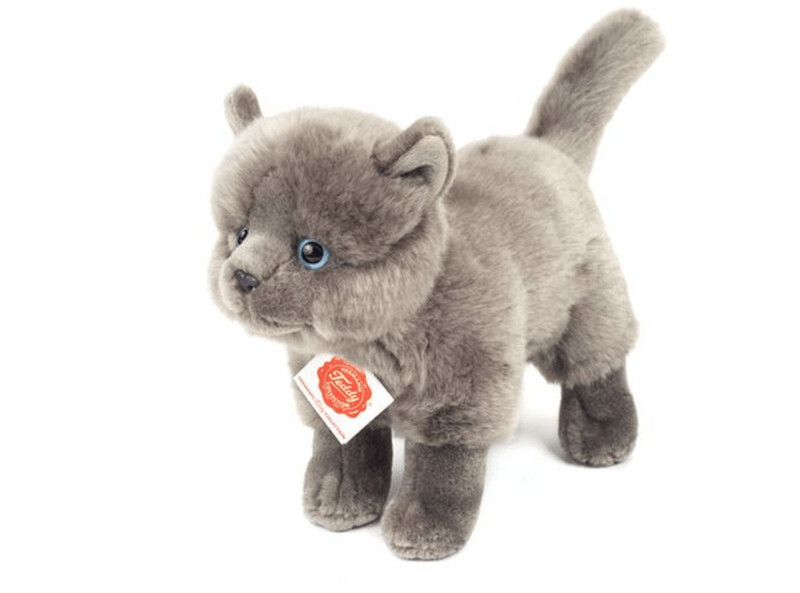 Kartäuserkatze - Hermann Teddy Kartäuserkatze - Hermann Teddy