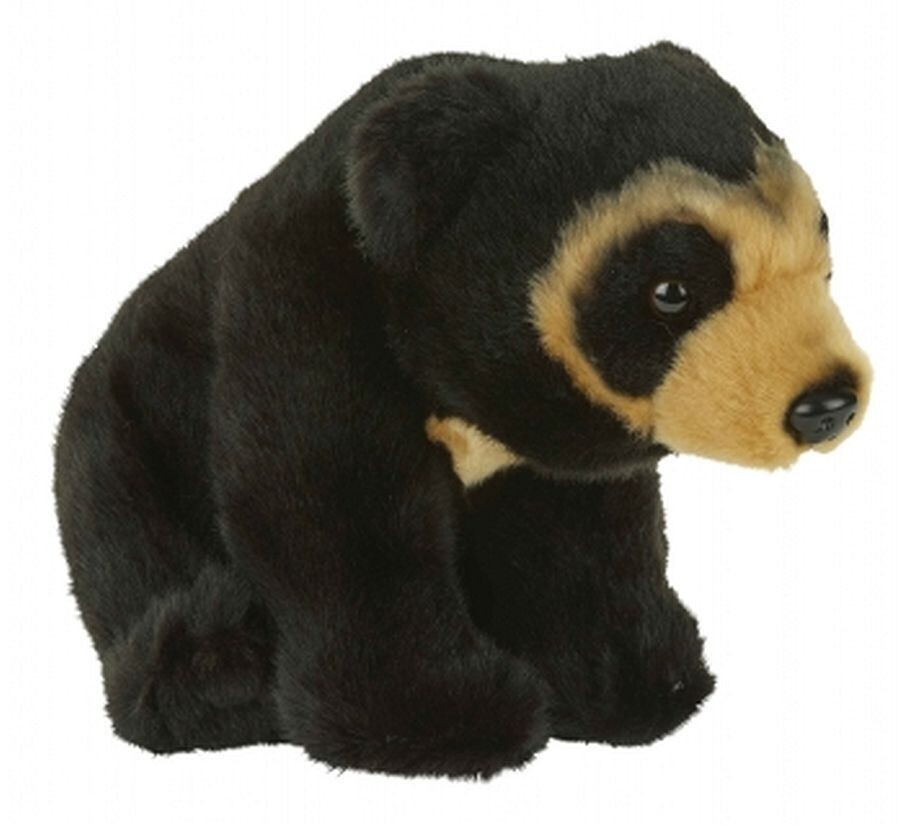Brillenbär - Ravensden