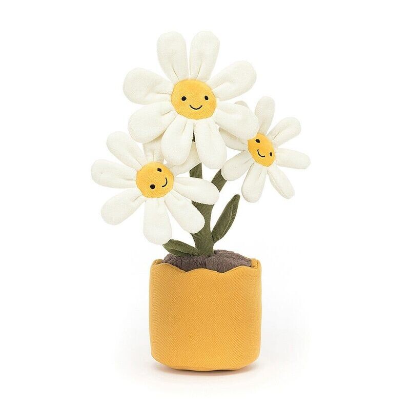 Margarite Amuseable Daisy - Plants & Woodland