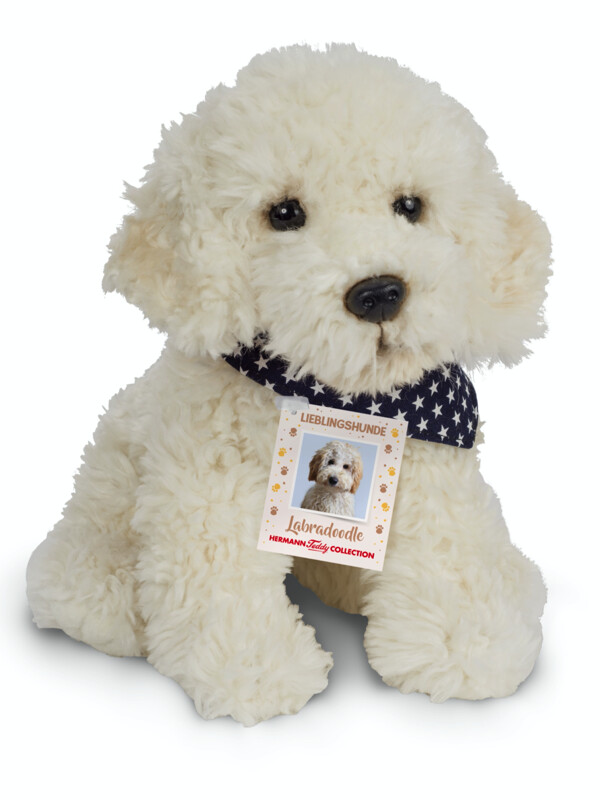 Labradoodle - Hermann Teddy
