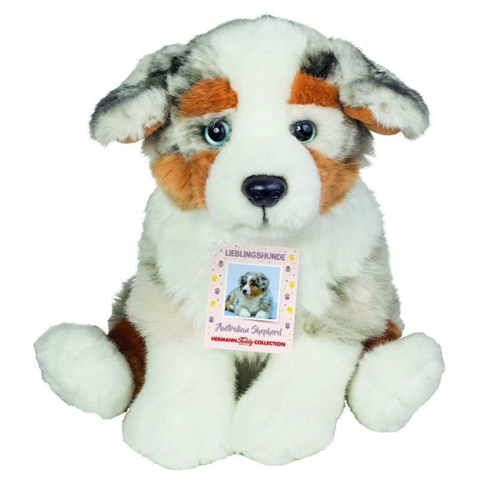 Hund Austarlien Shepherd - Hermann Teddy
