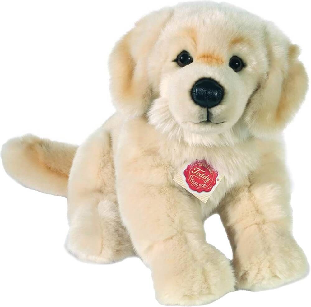 Hund Golden Retriever - Hermann Teddy