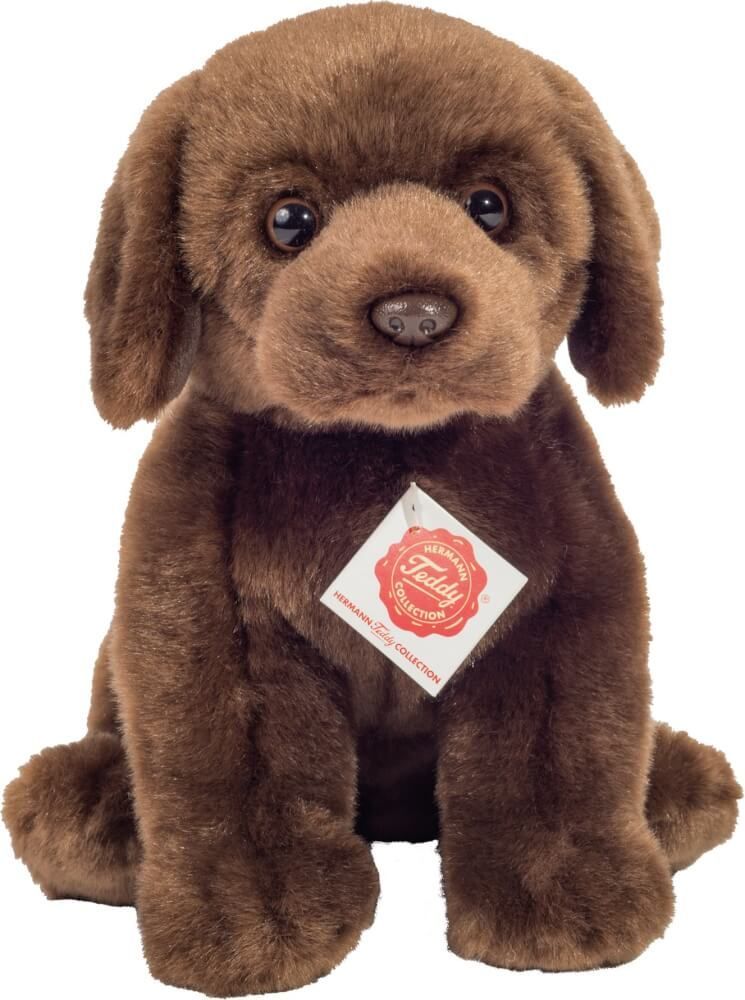 Hund Labrador - Hermann Teddy