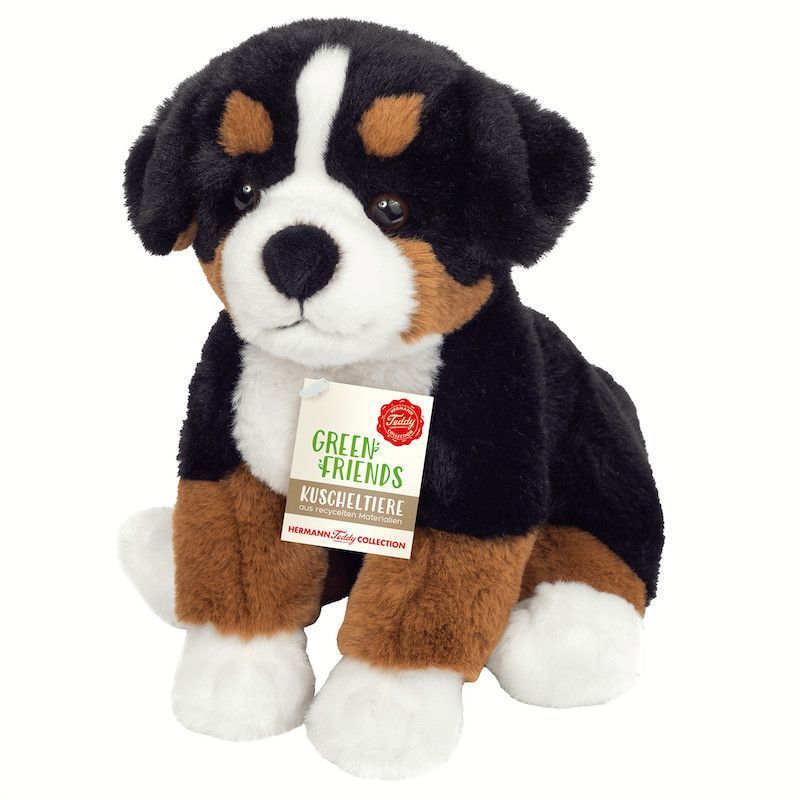 Hund Berner Sennenhund - Hermann Teddy