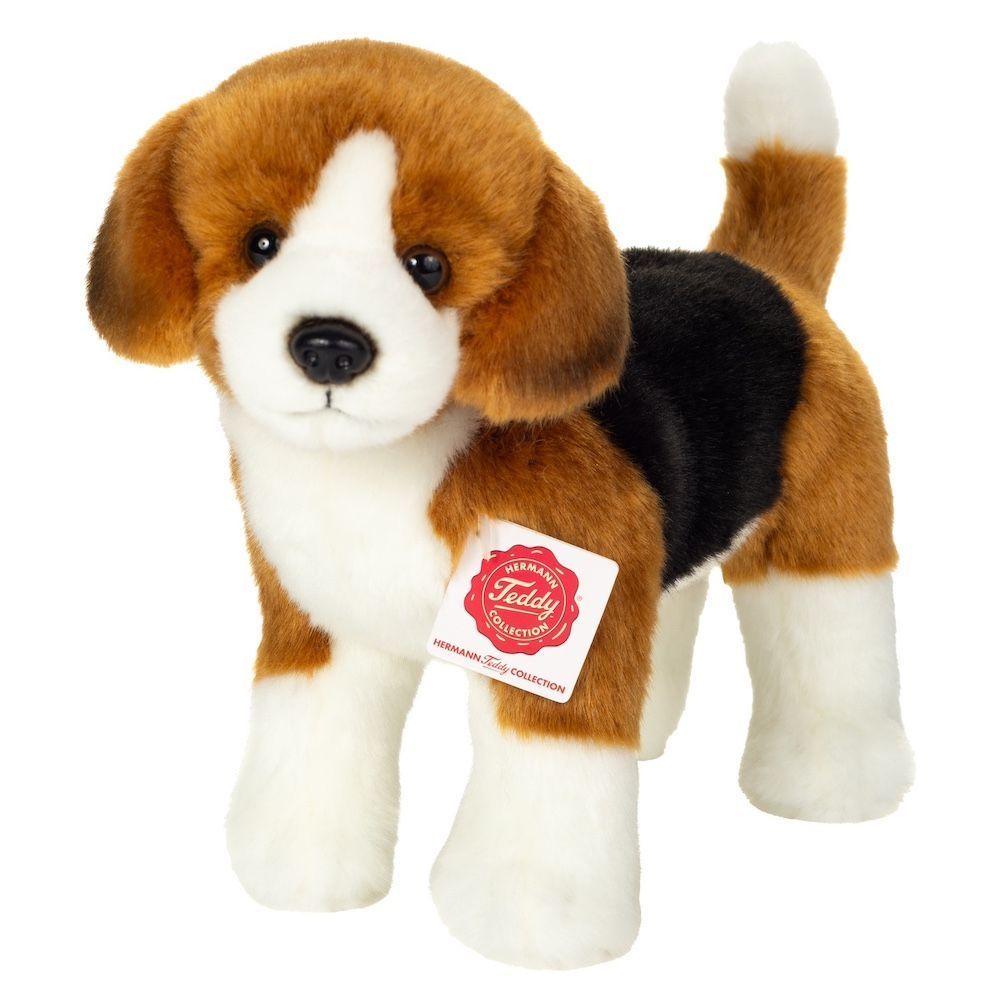 Hund Beagle - Hermann Teddy