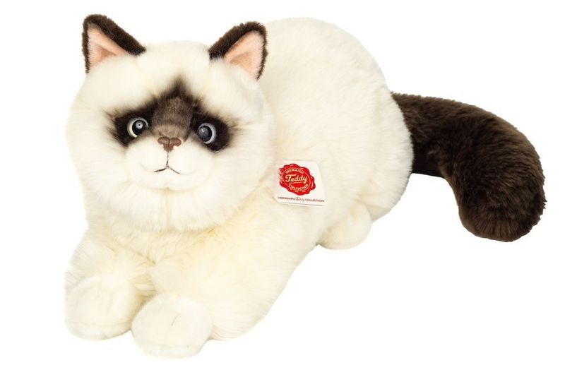 Katze Ragdoll - Hermann Teddy