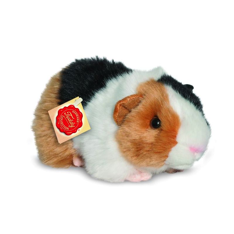 Meerschweinchen - Hermann Teddy