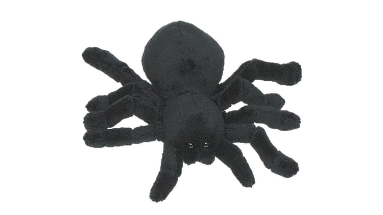 Spinne - Cornelißen