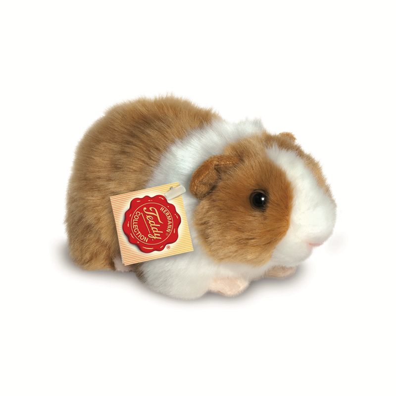 Meerschweinchen - Hermann Teddy