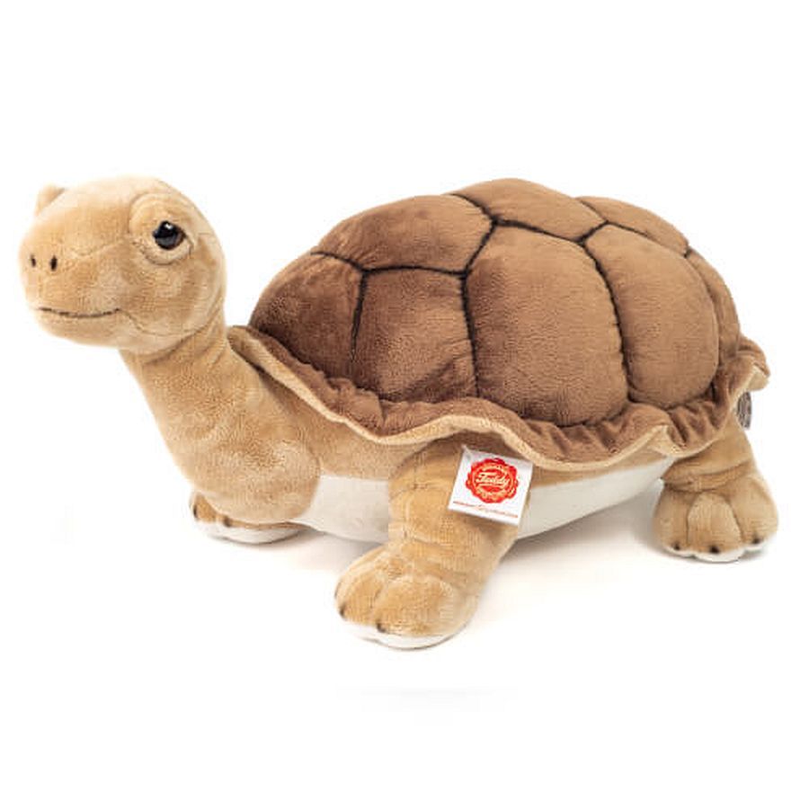 Schildkröte Riesenschildkröte - Hermann Teddy