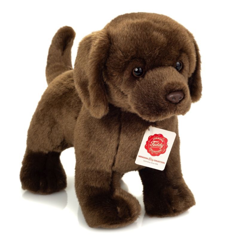 Hund Labrador braun stehend - Hermann Teddy