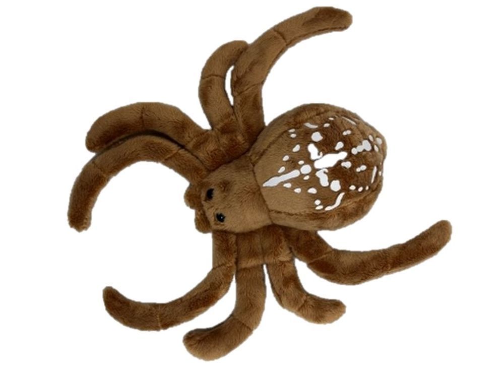 Spinne Kreuzspinne - Cornelißen