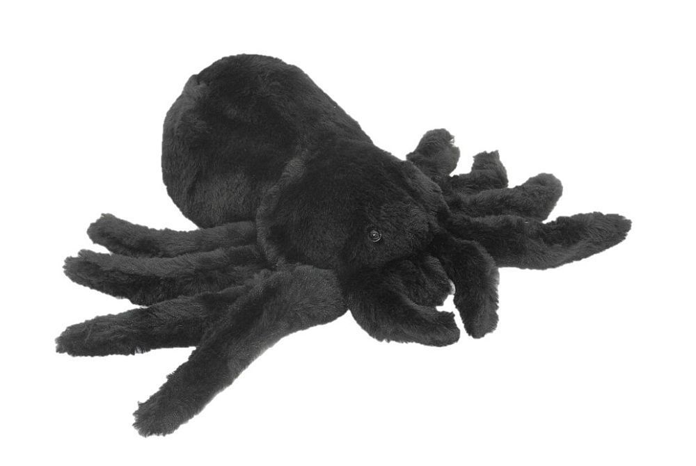 Spinne Vogelspinne - Cornelißen