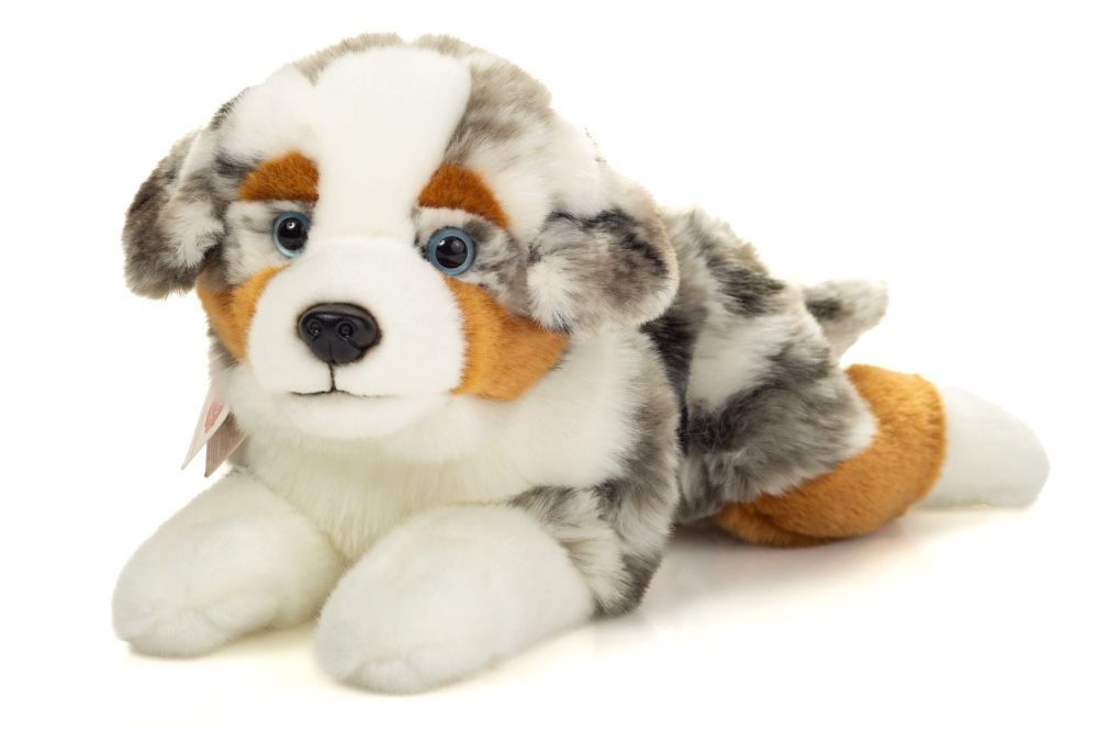 Hund Austarlien Shepherd liegend - Hermann Teddy