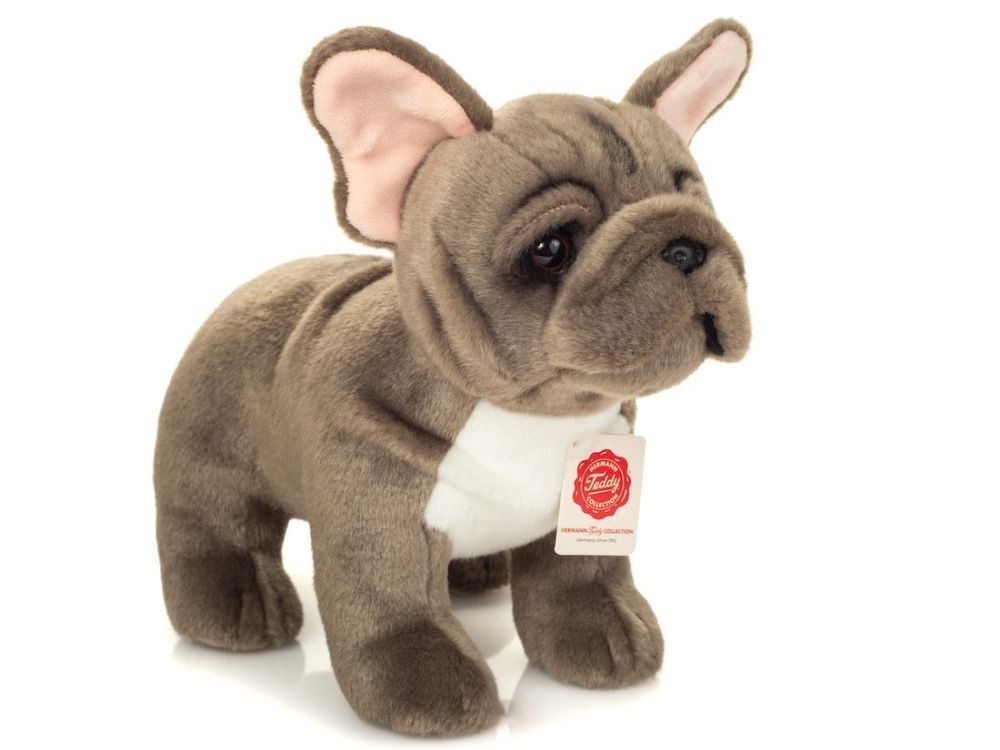 Hund Bulldogge stehend  - Hermann Teddy