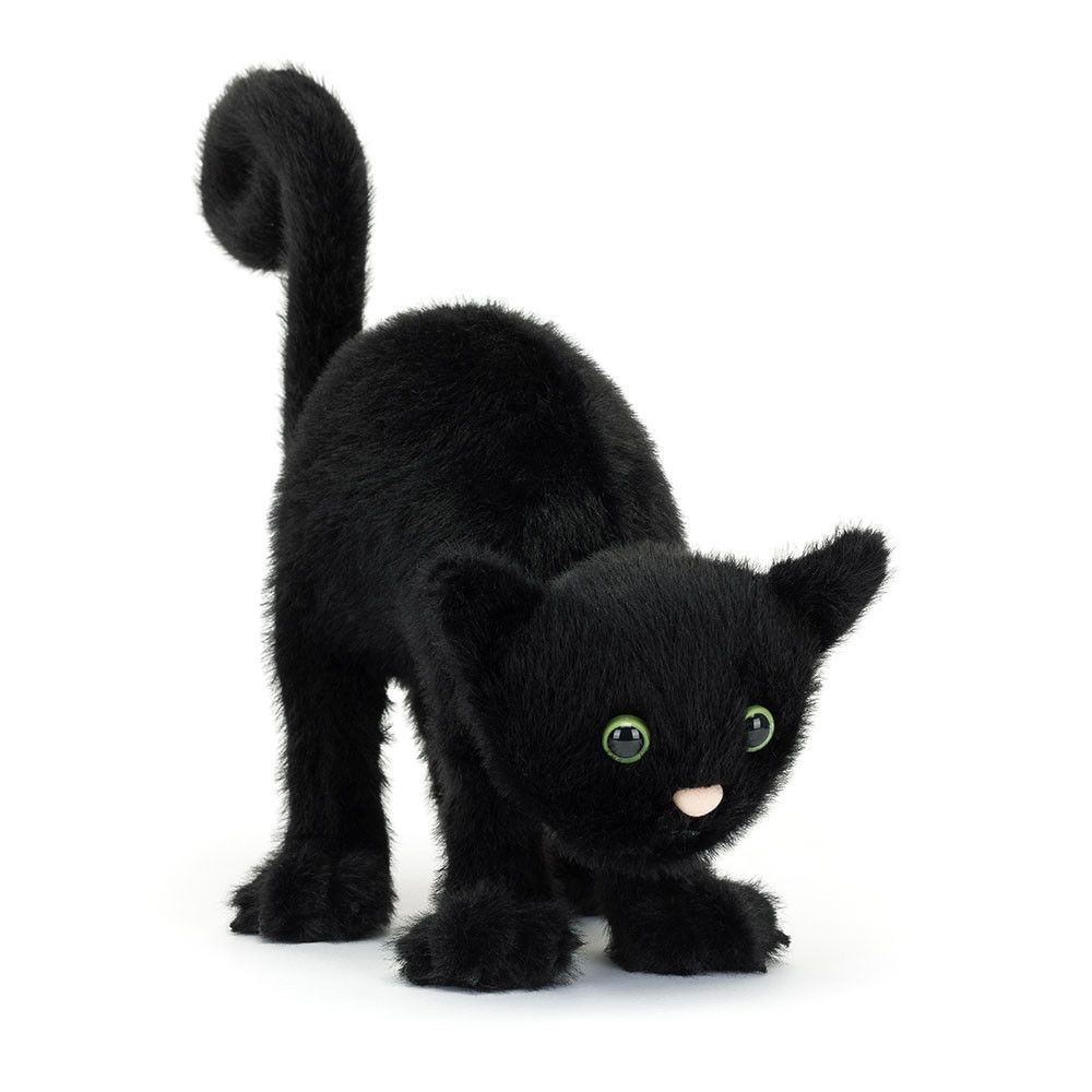 Katze Spookipaws Cat Halloween - Cats & Kittens