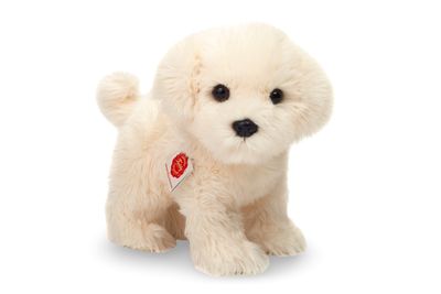 Hund Malteser stehend - Hermann Teddy Hund Malteser stehend - Hermann Teddy