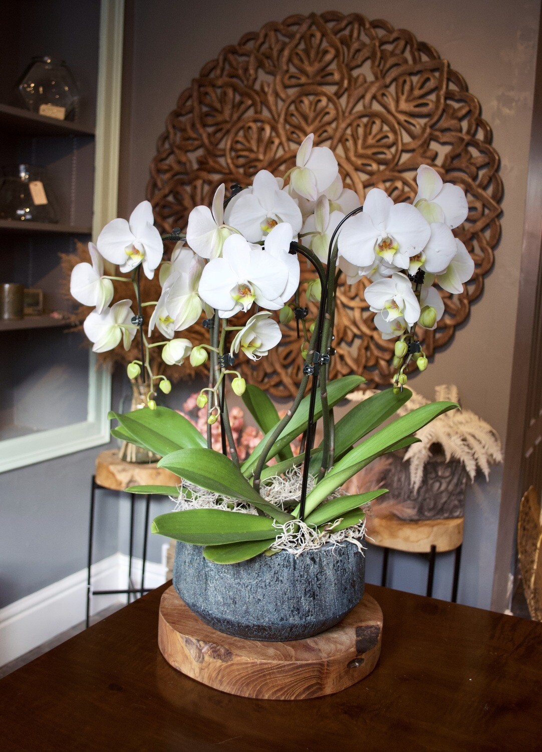 White Umbrella Phalaenopsis Orchids