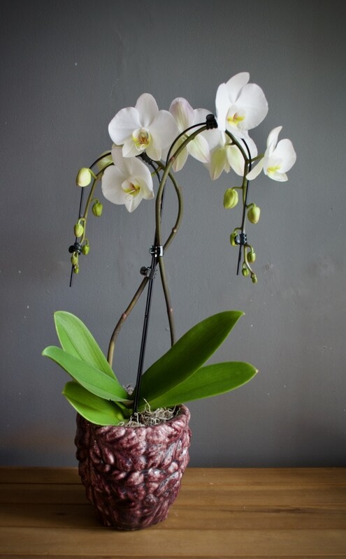Phalaenopsis in glazed 'Janice' Pot