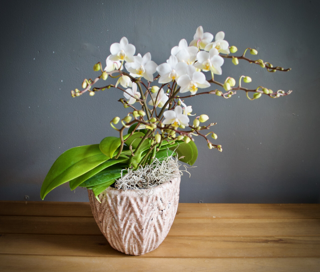 Wild White Phalaenopsis Orchid in Pink Glazed Pot