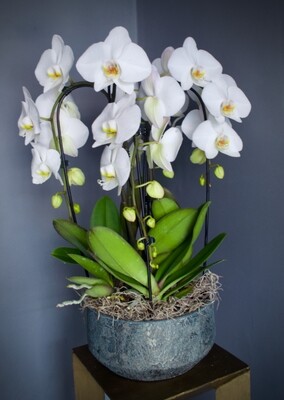White Phalaenopsis Orchids