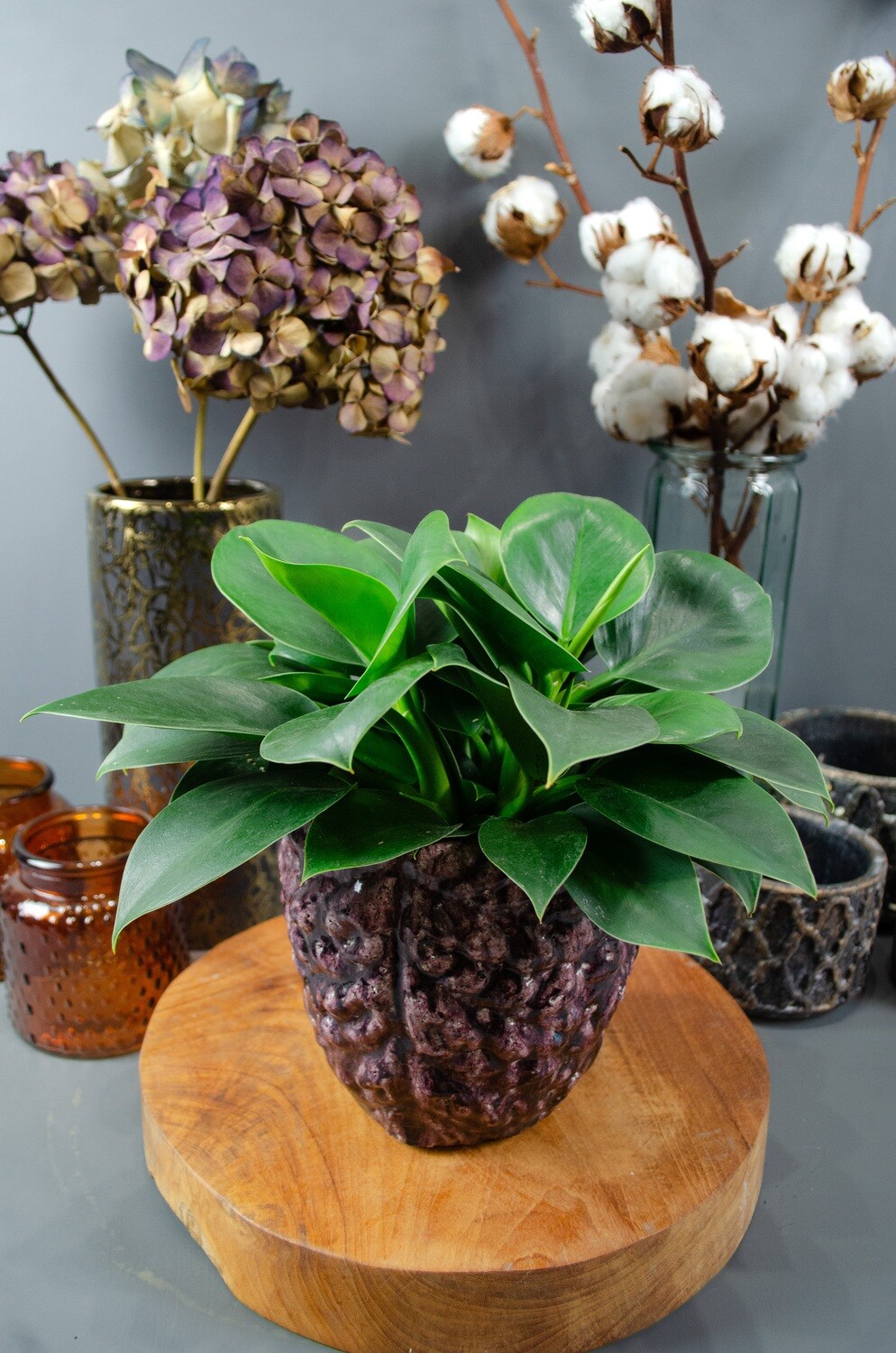 Philodendron in Janice Pot