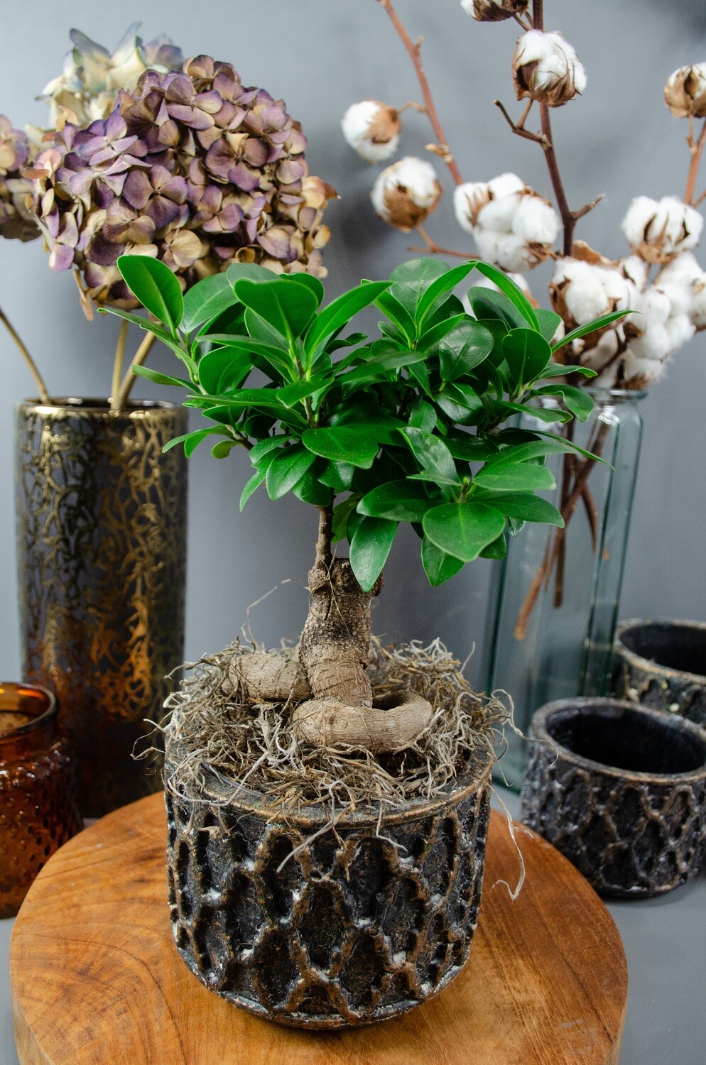 Ficus Bonsai in Jarra Pot