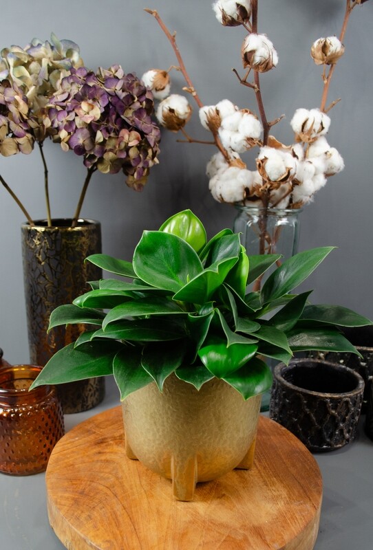 Plants
