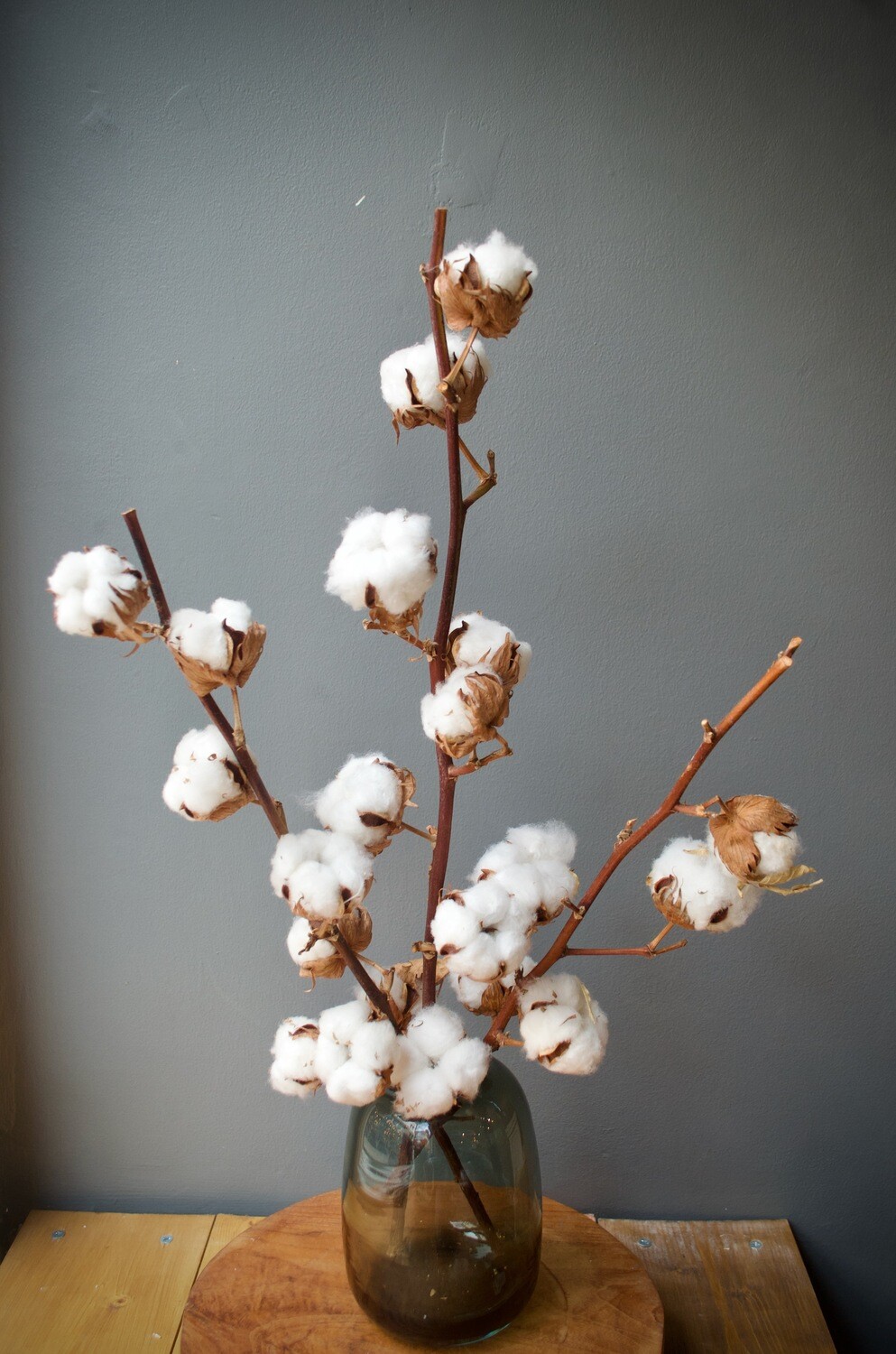 Dried Cotton