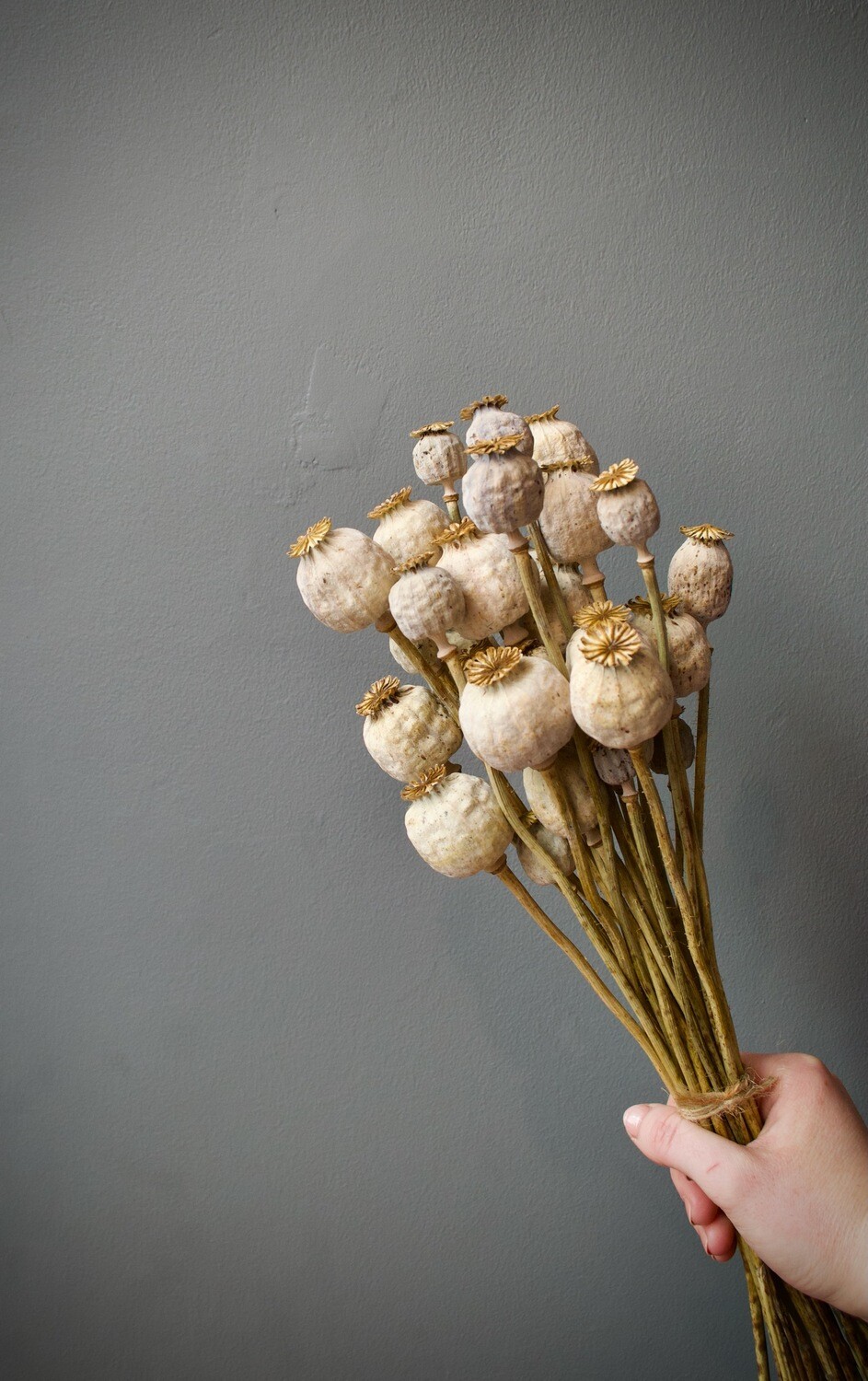 Dried Poppy Seed Heads