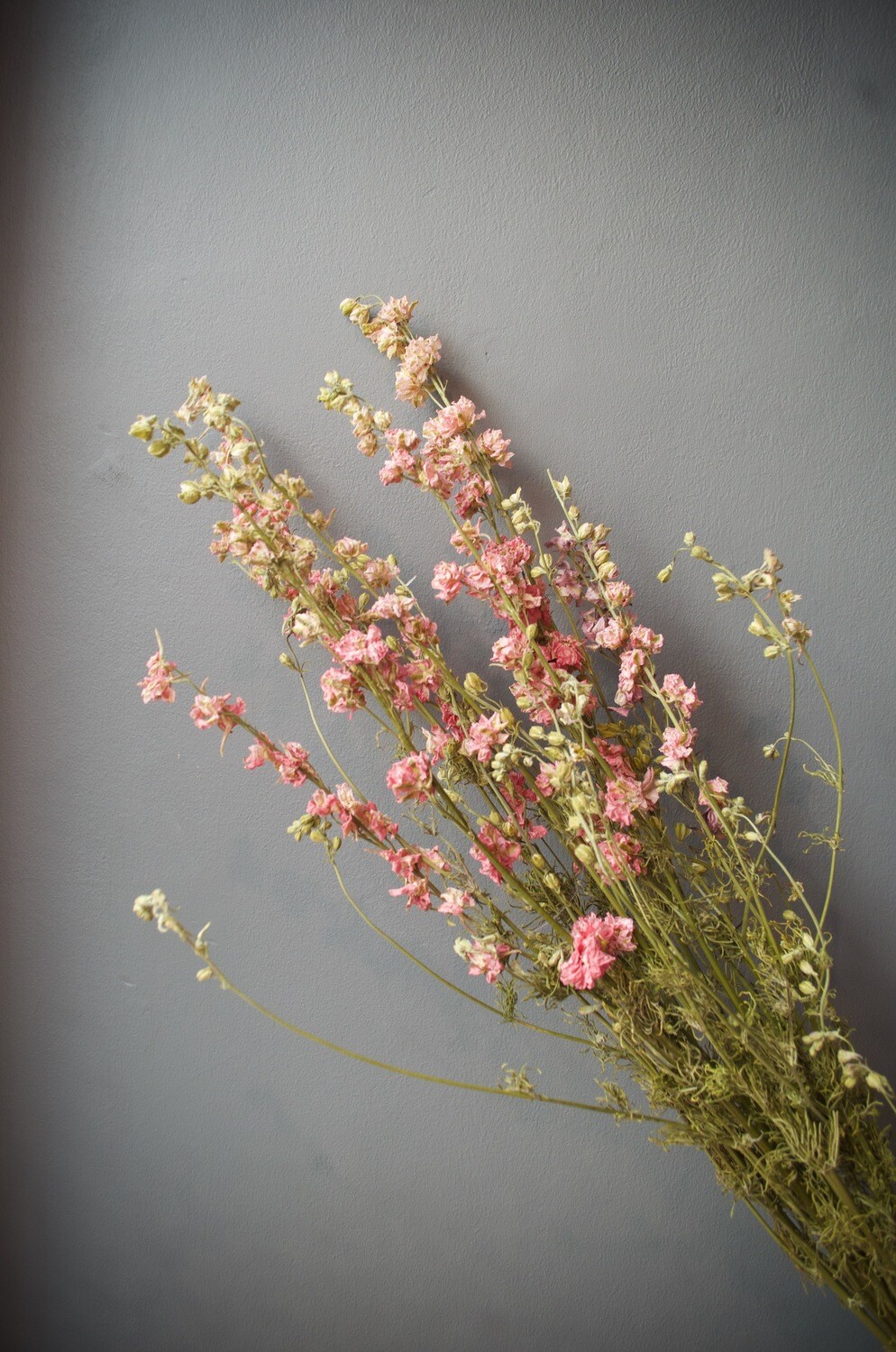 Dried Pink Delphiniums