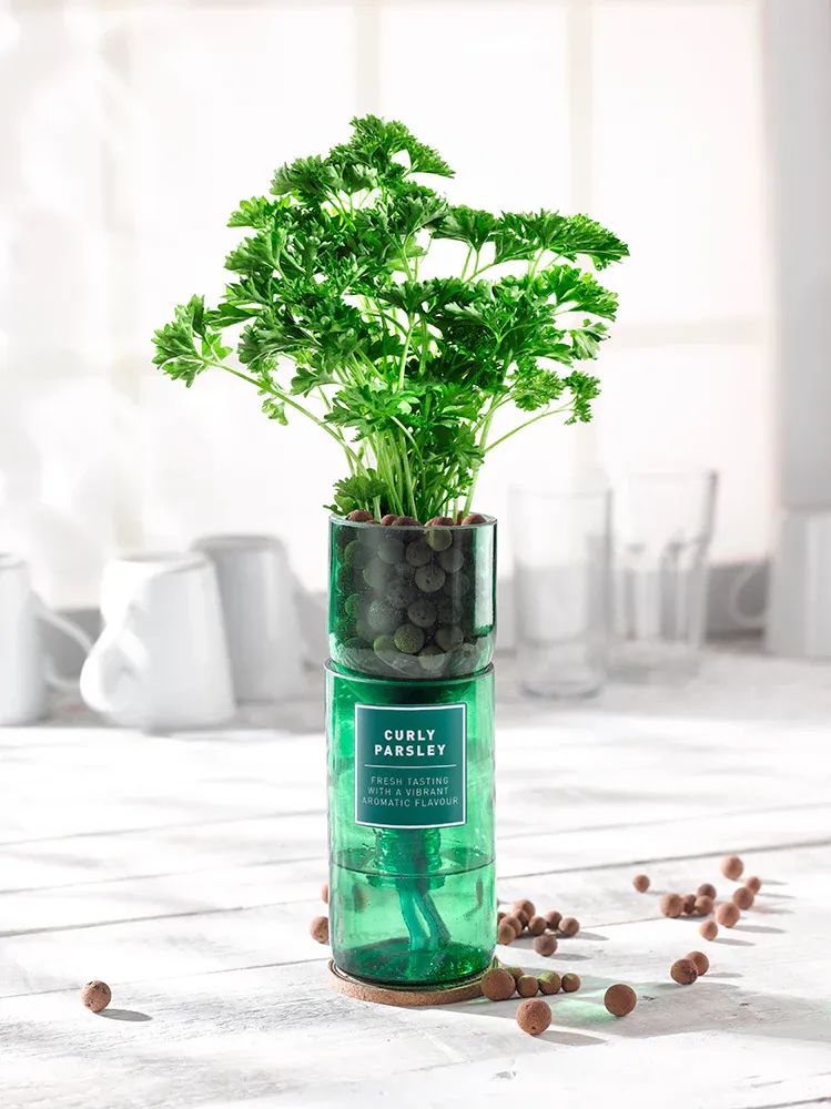 Hydro Herbs