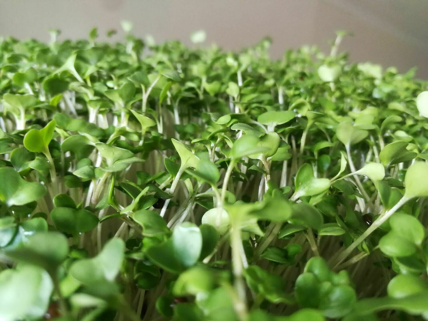 Brocolli Micros