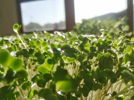 Mustard Micros
