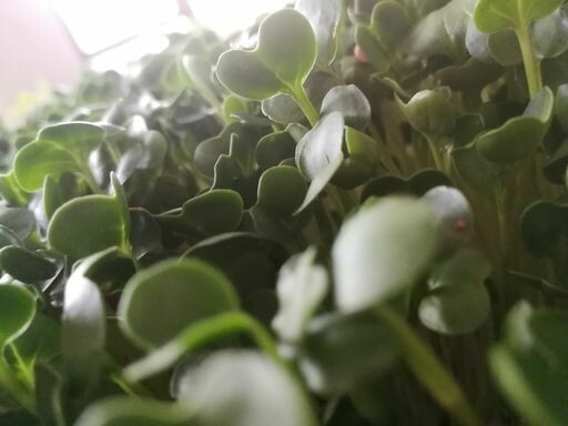 Green Radish Micros