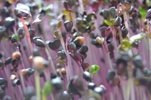 Opal Radish Micros