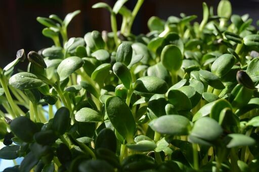 Sunflower Micros