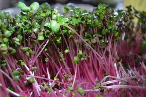 Coralette Radish Micros