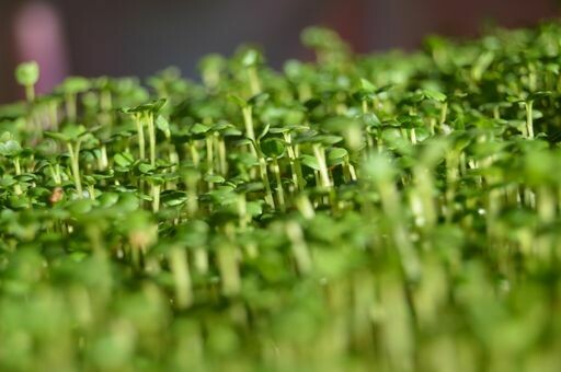 Rocket Micros