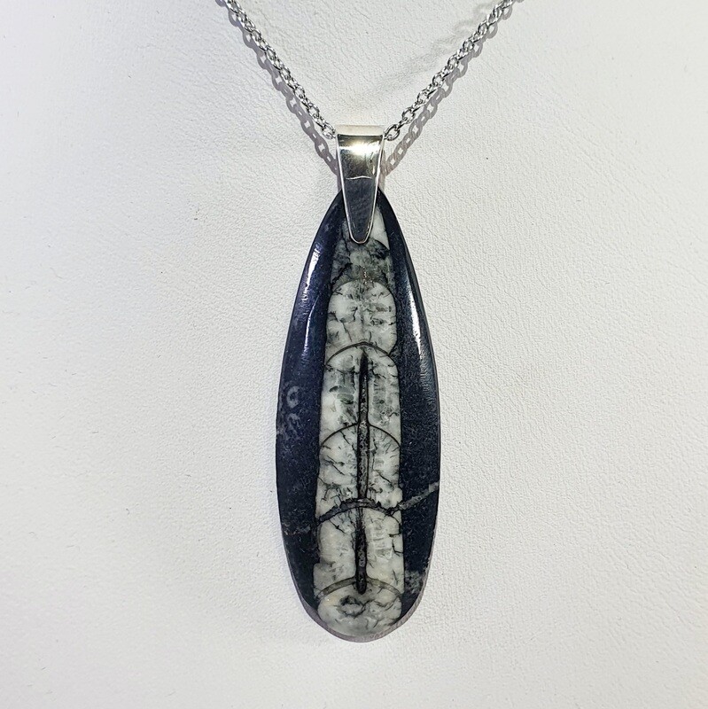 Ortheceras Fossil pendant