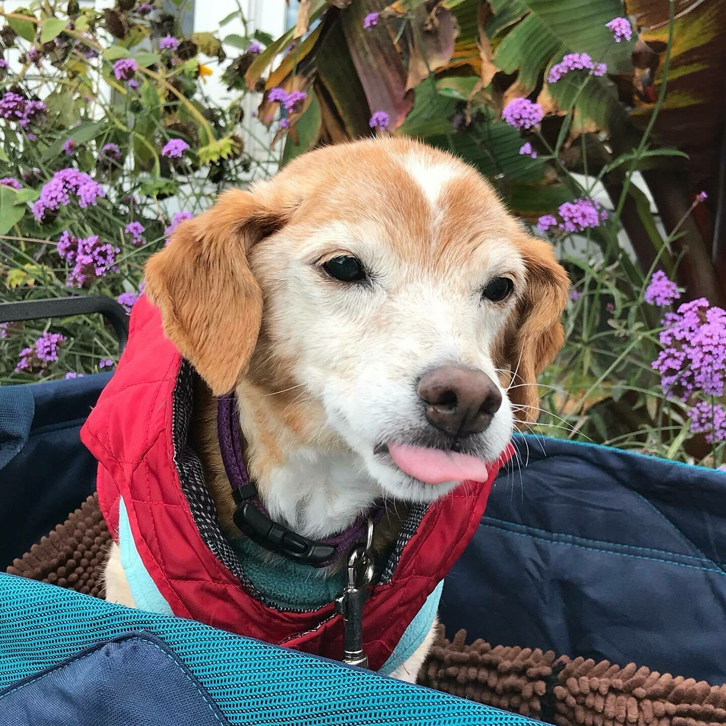 starmark dog boarding