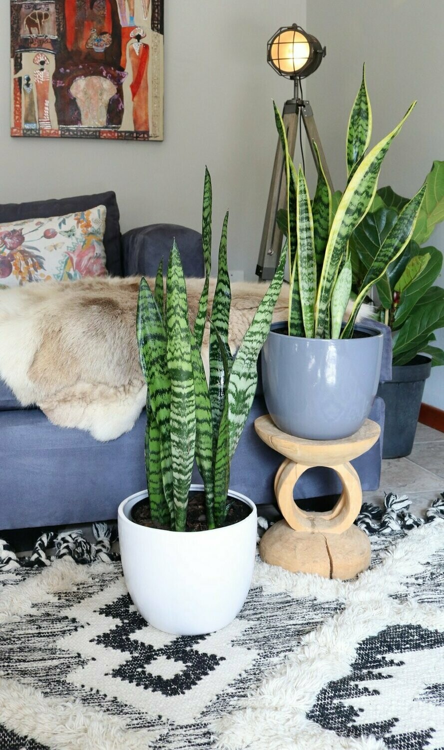 Snake Plant &quot;Mother in laws tongue&quot;