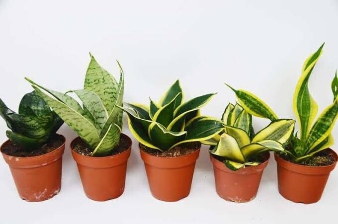 Indoor Plants