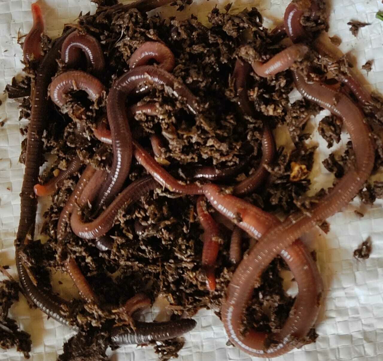 Earthworm