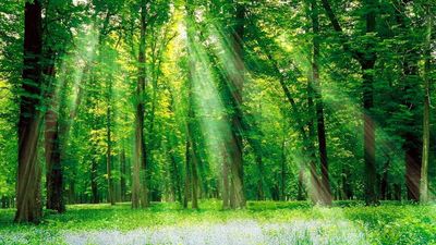 Remembering the Inner Light - Oct. 20, 2026
