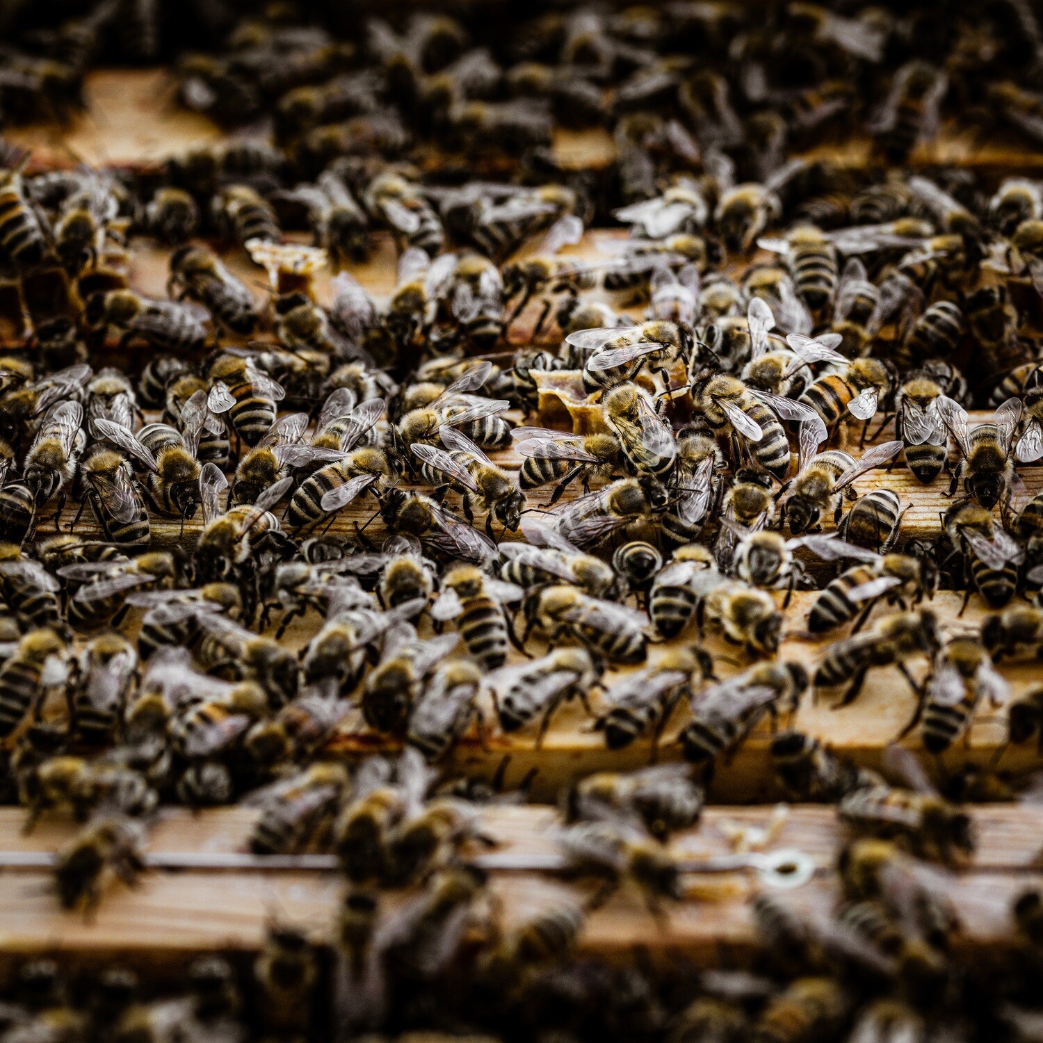 Bienenvolk - Druck auf Leinwand 
60x60 cm
